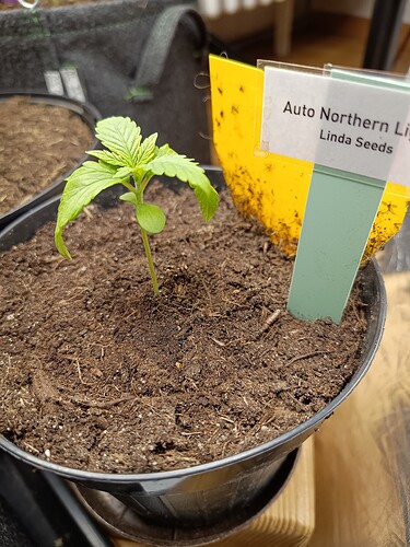 IMG_20240506_184346469