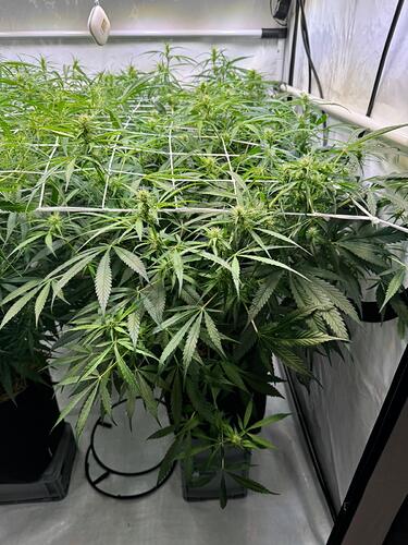 Growreport Bild 8