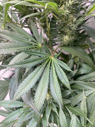 Growreport Bild 3