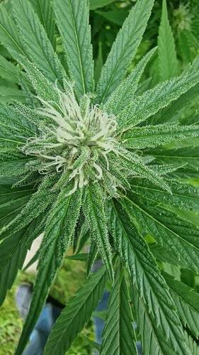 Growreport Bild 6