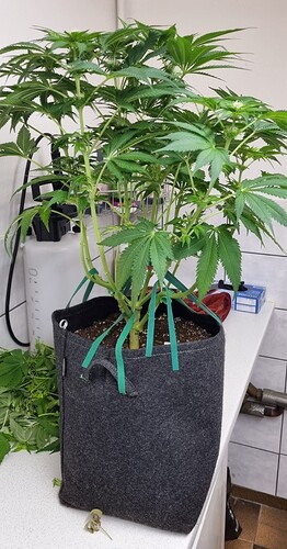 Growreport Bild 33