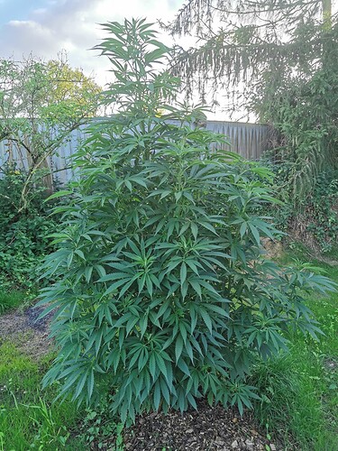 Growreport Bild 2
