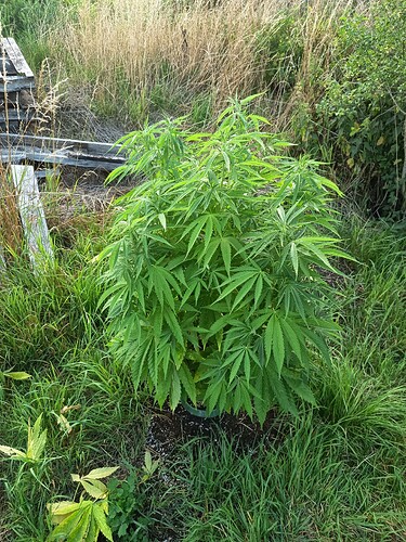 Growreport Bild 8