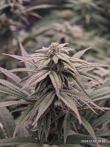 Growreport Bild 5