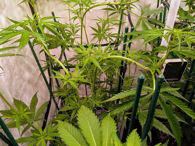 Growreport Bild 4