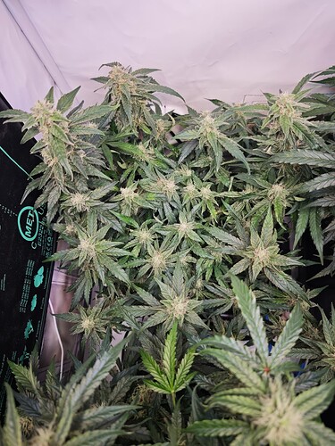 MVIMG_20251109_200612