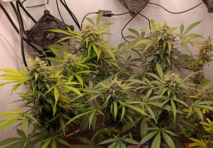 Growreport Bild 6