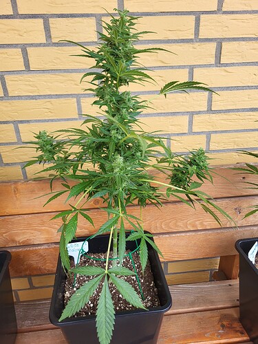 Growreport Bild 13