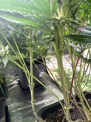 Growreport Bild 37