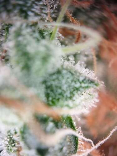Growreport Bild 46
