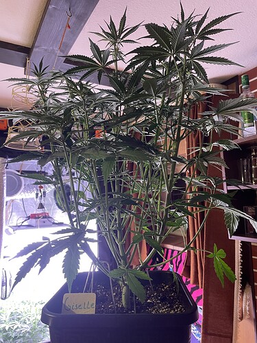 Growreport Bild 1