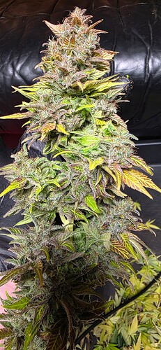 Growreport Bild 109