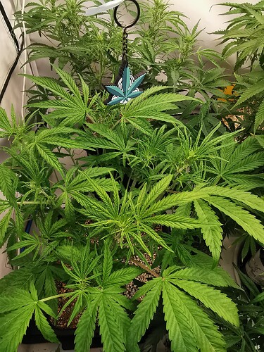 Growreport Bild 3