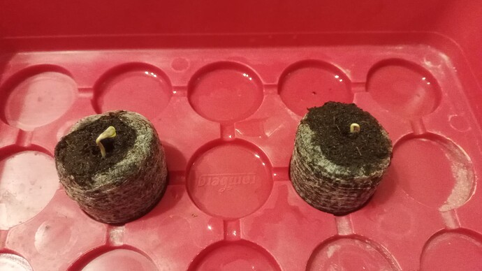 IMG_20250330_223643_176