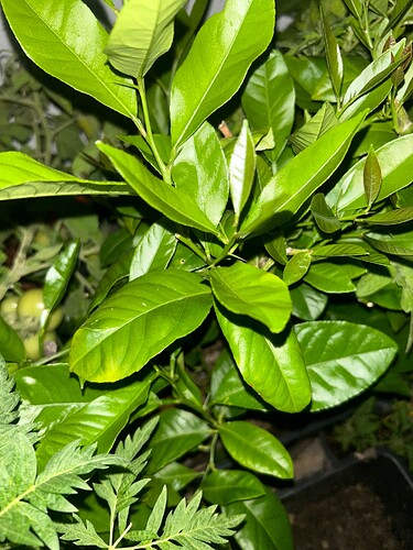 Growreport Bild 72
