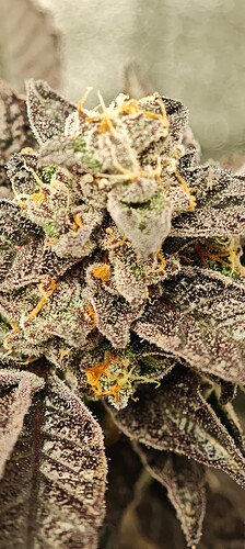 Growreport Bild 17