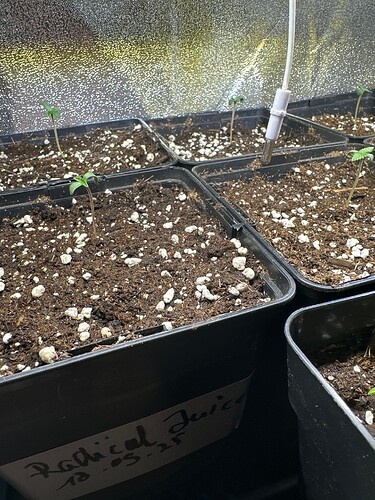 Growreport Bild 42