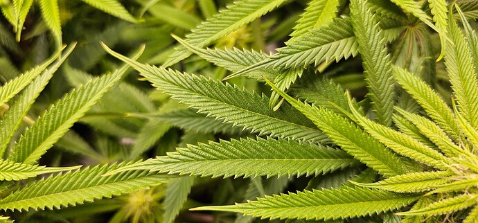 Growreport Bild 6