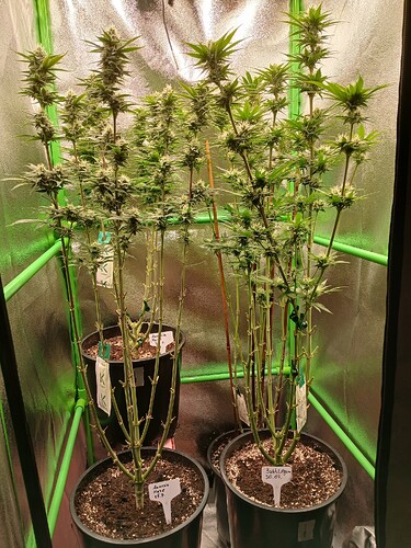 Growreport Bild 1