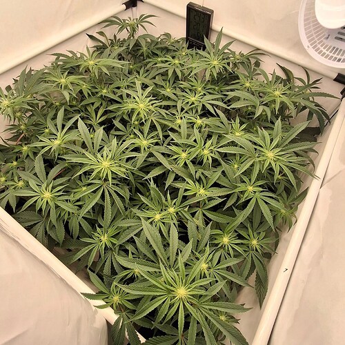 Growreport Bild 11