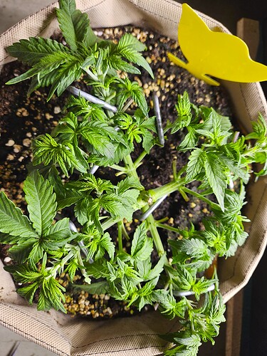 Growreport Bild 44