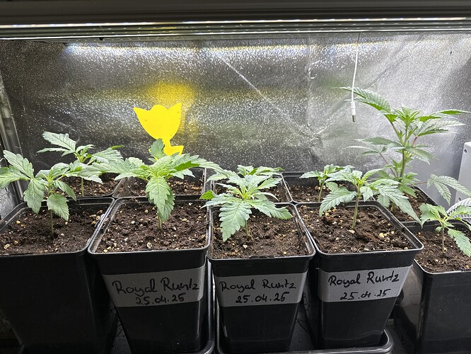 Growreport Bild 37