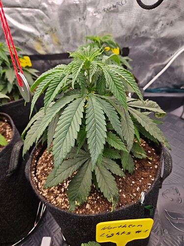 Growreport Bild 35