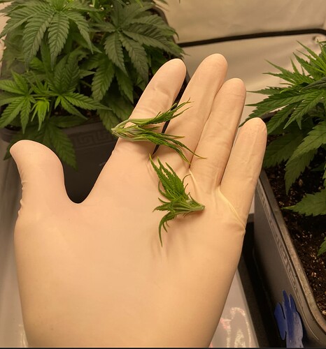 Growreport Bild 7