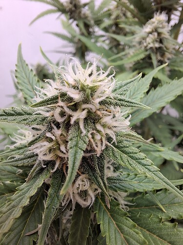 Growreport Bild 146