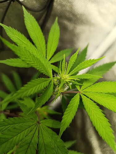 Growreport Bild 13
