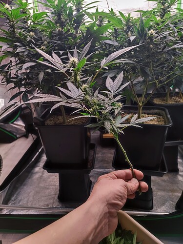 Growreport Bild 24