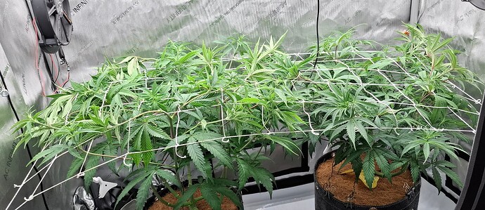 Growreport Bild 7