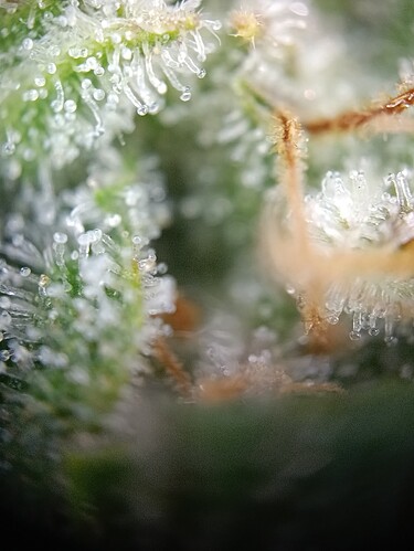Growreport Bild 6