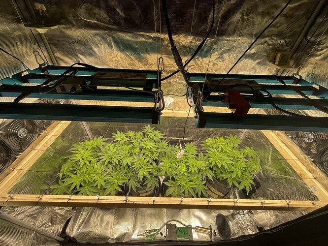 Mehrere junge Cannabispflanzen in einem Zelt unter LED-Lampen, mit einem Netz zur Unterstützung des Wachstums.