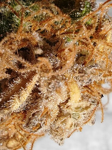 Growreport Bild 43
