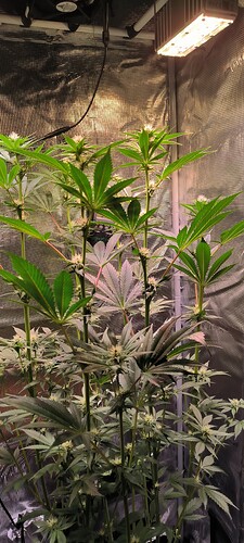 Growreport Bild 6