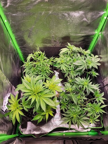 Growreport Bild 5