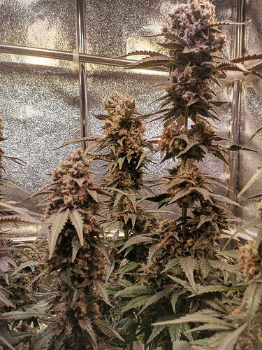 Growreport Bild 16