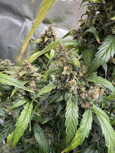 Growreport Bild 31