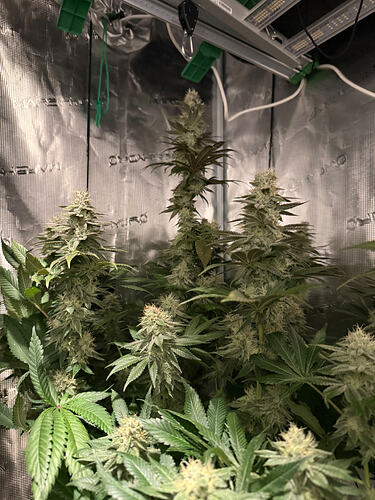 Growreport Bild 13