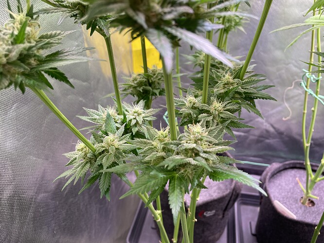 Growreport Bild 4