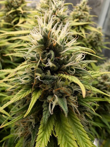 Growreport Bild 4