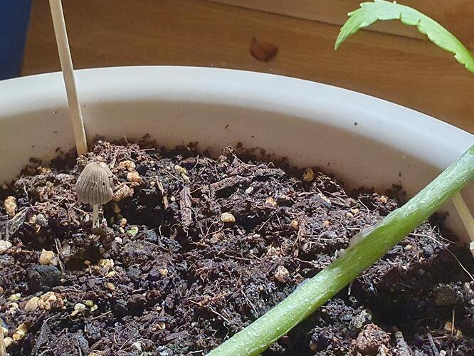 Cana_46 Tage_Pilz_BT13