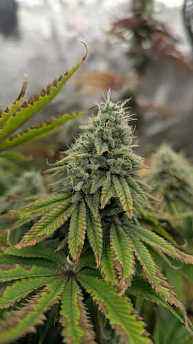 Eine Nahaufnahme eines Cannabis-Buds in der Blütephase, mit Trichomen und orangefarbenen Stempeln. Die Blätter zeigen Anzeichen von Nährstoffmangel oder Verbrennung.