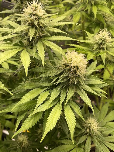 Growreport Bild 8
