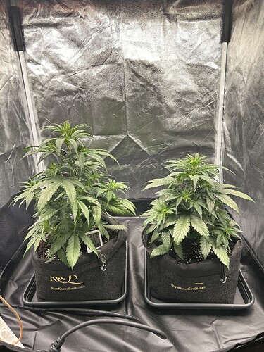 Growreport Bild 9