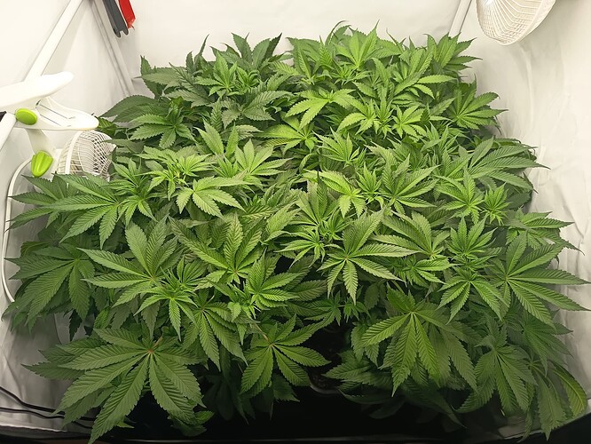 Growreport Bild 2