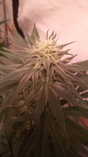 Growreport Bild 61