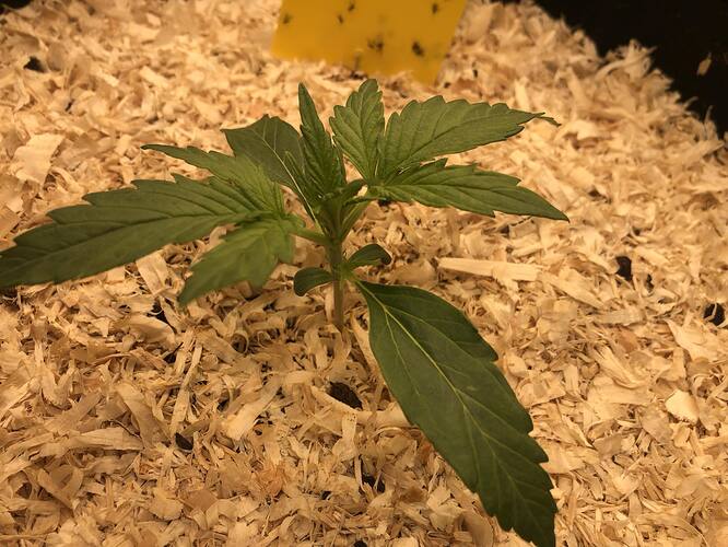 Growreport Bild 3