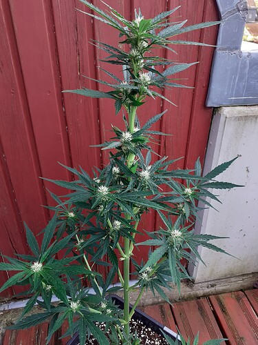 Growreport Bild 60
